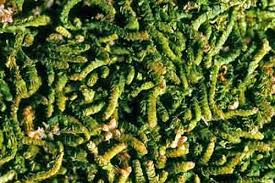 Attēlu rezultāti vaicājumam “Tritomaria exsectiformis cells”