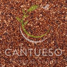 Attēlu rezultāti vaicājumam “Cladium mariscus”