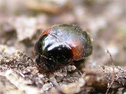 Attēlu rezultāti vaicājumam “Anisotoma humeralis”