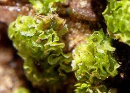 Attēlu rezultāti vaicājumam “Fossombronia wondraczekii sporophyte”