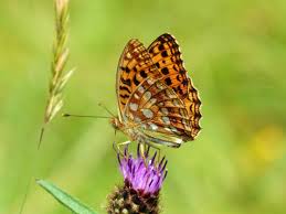 Attēlu rezultāti vaicājumam “Argynnis adippe”