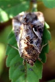 Attēlu rezultāti vaicājumam “Diderma tigrinum young”