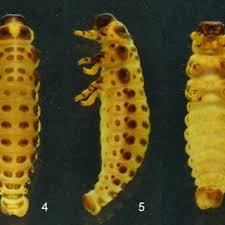 Attēlu rezultāti vaicājumam “Linaeidea aenea”