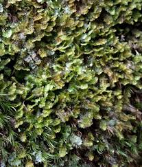 Attēlu rezultāti vaicājumam “Diplophyllum albicans”