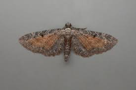 Attēlu rezultāti vaicājumam “Eupithecia icterata”