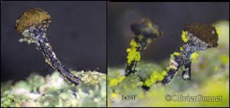 Attēlu rezultāti vaicājumam “Chaenotheca trichialis”