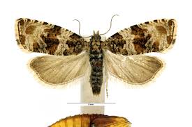 Attēlu rezultāti vaicājumam “Orthotaenia undulana”