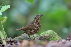 Image result for Zoothera sibirica