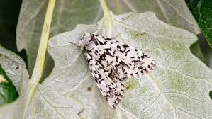 Attēlu rezultāti vaicājumam “Moma alpium”