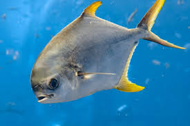 Image result for Trachinotus carolinus