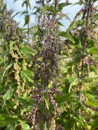 Attēlu rezultāti vaicājumam “Urtica dioica leaf”