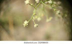 Attēlu rezultāti vaicājumam “Ambrosia artemisiifolia bud”