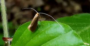 Attēlu rezultāti vaicājumam “Nematopogon sp.”