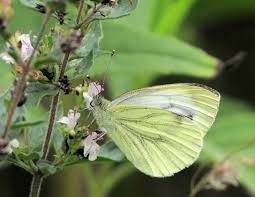Attēlu rezultāti vaicājumam “Pieris napi female”