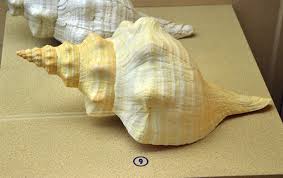 Image result for Triplofusus giganteus