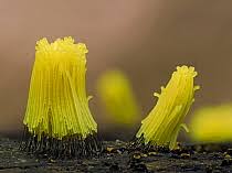 Attēlu rezultāti vaicājumam “Stemonitopsis sp.”