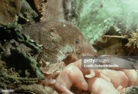 Attēlu rezultāti vaicājumam “Sorex araneus”