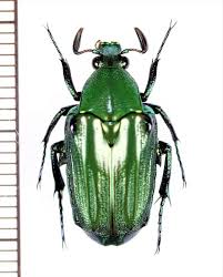 Attēlu rezultāti vaicājumam “Enochrus affinis”