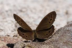 Attēlu rezultāti vaicājumam “Lopinga achine underside”