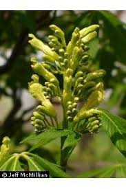 Attēlu rezultāti vaicājumam “Aesculus flava bud”