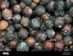 Attēlu rezultāti vaicājumam “Juniperus communis fruit”