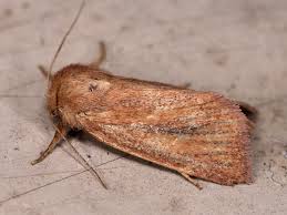 Attēlu rezultāti vaicājumam “Panolis umbra”