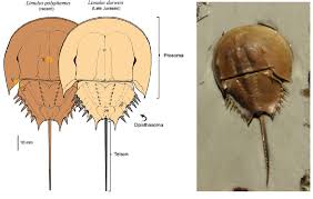 Image result for Limulus polyphemus