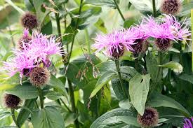 Attēlu rezultāti vaicājumam “Centaurea phrygia bud”