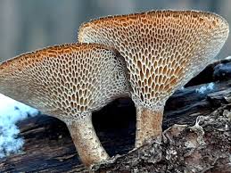 Attēlu rezultāti vaicājumam “Polyporus brumalis”