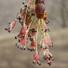 Attēlu rezultāti vaicājumam “Ulmus laevis flower”
