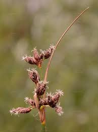 Attēlu rezultāti vaicājumam “Schoenoplectus lacustris subsp. glaucus flower”