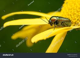 Attēlu rezultāti vaicājumam “Cryptocephalus aureolus, Cryptocephalus sericeus”