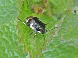 Attēlu rezultāti vaicājumam “Tritomegas bicolor”