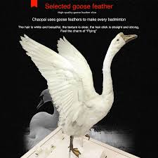 Image result for Feathers Badminton- Leatherhead