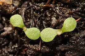 Attēlu rezultāti vaicājumam “Inula britannica bud”