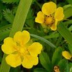 Attēlu rezultāti vaicājumam “Argentina anserina bud”