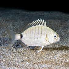 Image result for Diplodus lineatus