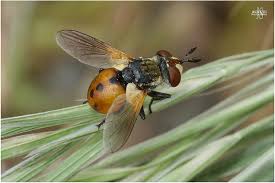 Attēlu rezultāti vaicājumam “Gymnosoma sp.”