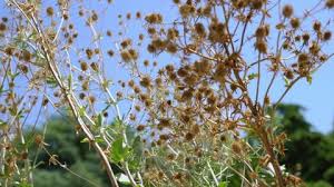 Attēlu rezultāti vaicājumam “Hieracium vulgatum bud”