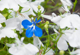 Attēlu rezultāti vaicājumam “Lobeliaceae”
