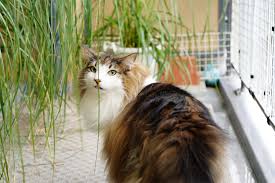 猫次郎o에 대한 이미지 검색결과