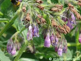 Attēlu rezultāti vaicājumam “Symphytum grandiflorum”