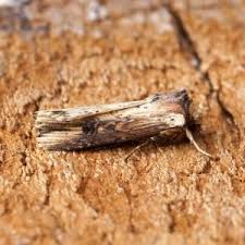 Attēlu rezultāti vaicājumam “Axylia putris”