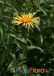 Attēlu rezultāti vaicājumam “Inula salicina leaf”