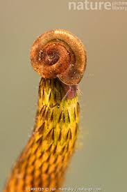 Attēlu rezultāti vaicājumam “Planorbidae”