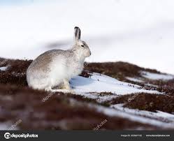 Attēlu rezultāti vaicājumam “Lepus timidus”
