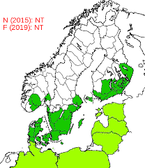 Attēlu rezultāti vaicājumam “Pterostichus quadrifoveolatus”