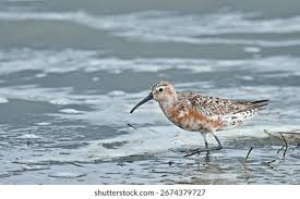 Attēlu rezultāti vaicājumam “Calidris”