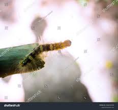 Attēlu rezultāti vaicājumam “Moma alpium”