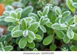 Attēlu rezultāti vaicājumam “Vaccinium vitis-idaea leaf”